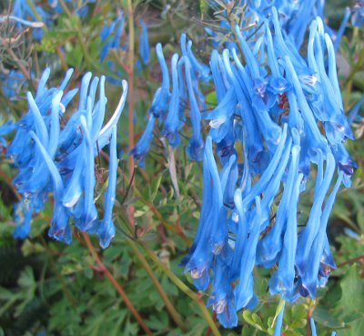 Corydalis flexuosa 'China Blue'